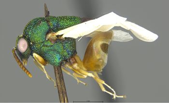 Media type: image;   Entomology 19623 Aspect: habitus lateral view